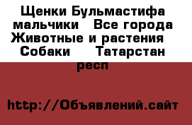 Щенки Бульмастифа мальчики - Все города Животные и растения » Собаки   . Татарстан респ.